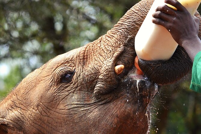 Nairobi Stopover & Layover Tour – Private, Fast & Flexible! - Feeding giraffes at the Giraffe Centre