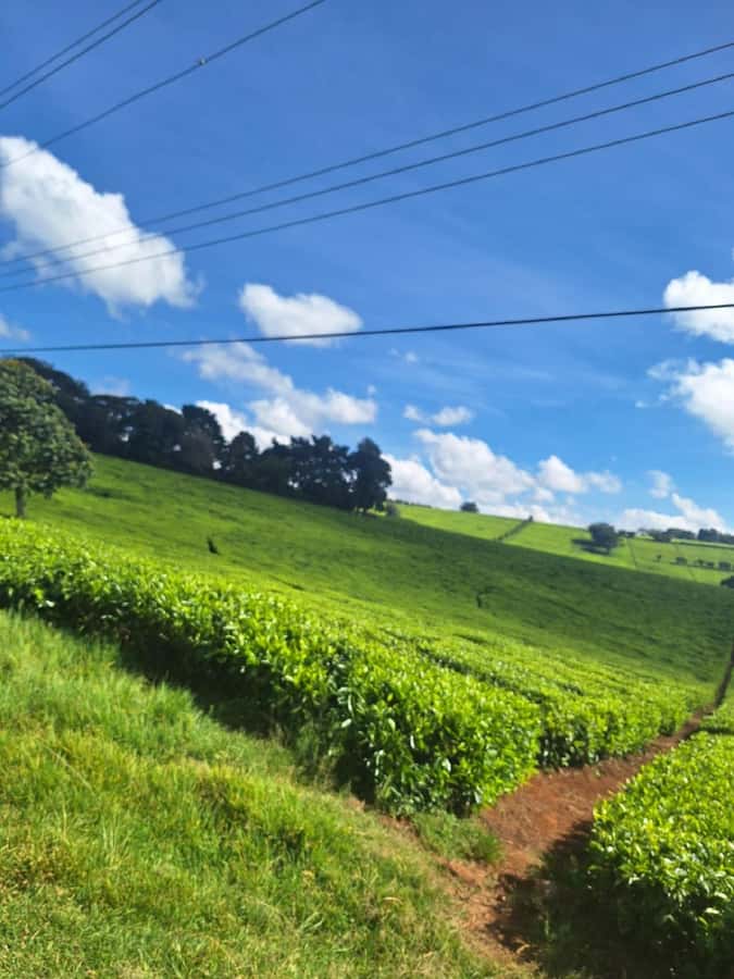 Nairobi: Tea Farm Day Trip with Lunch at kiambethu - Why Kiambethu is more than a tea tasting