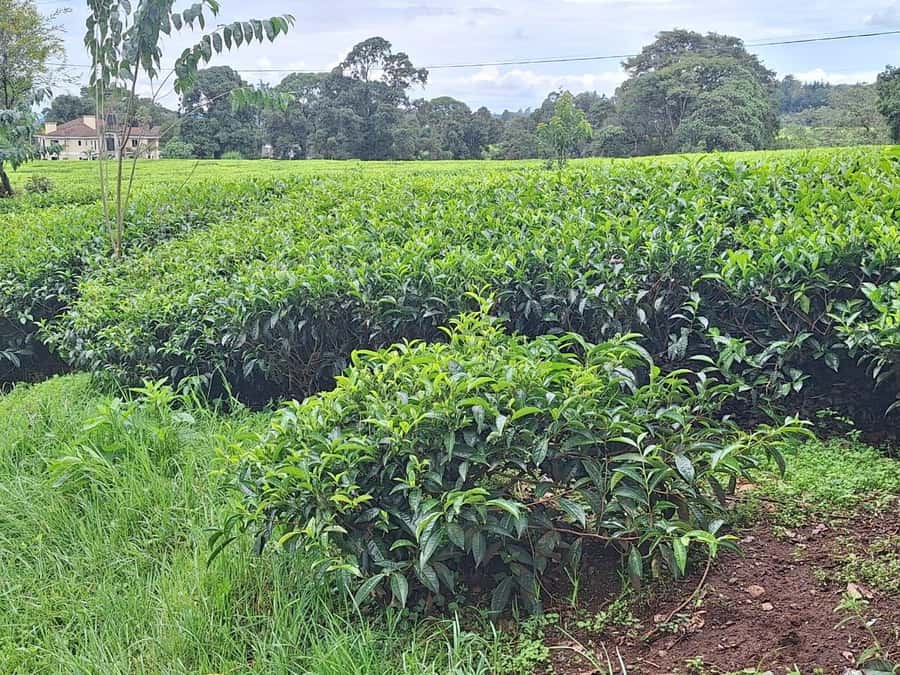 Nairobi: Tea Farm Day Trip with Lunch at kiambethu - A three-course lunch at about 1 p.m.