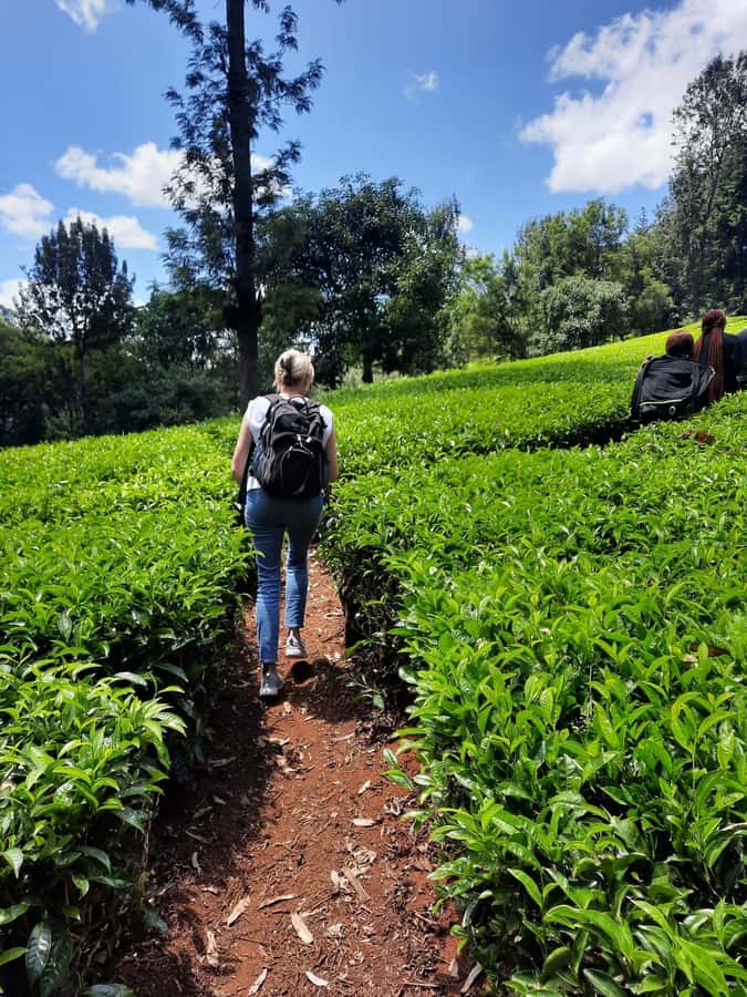 Nairobi: Tea Farm Day Trip with Lunch at kiambethu - Who will enjoy this day most
