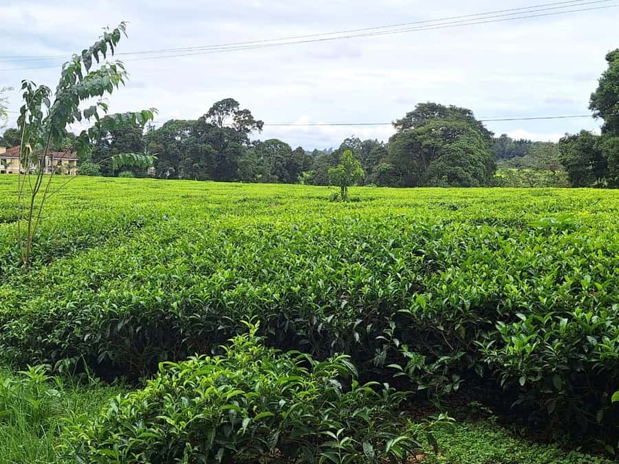 Nairobi: Tea Farm Day Trip with Lunch at kiambethu - Practical preparation for the day