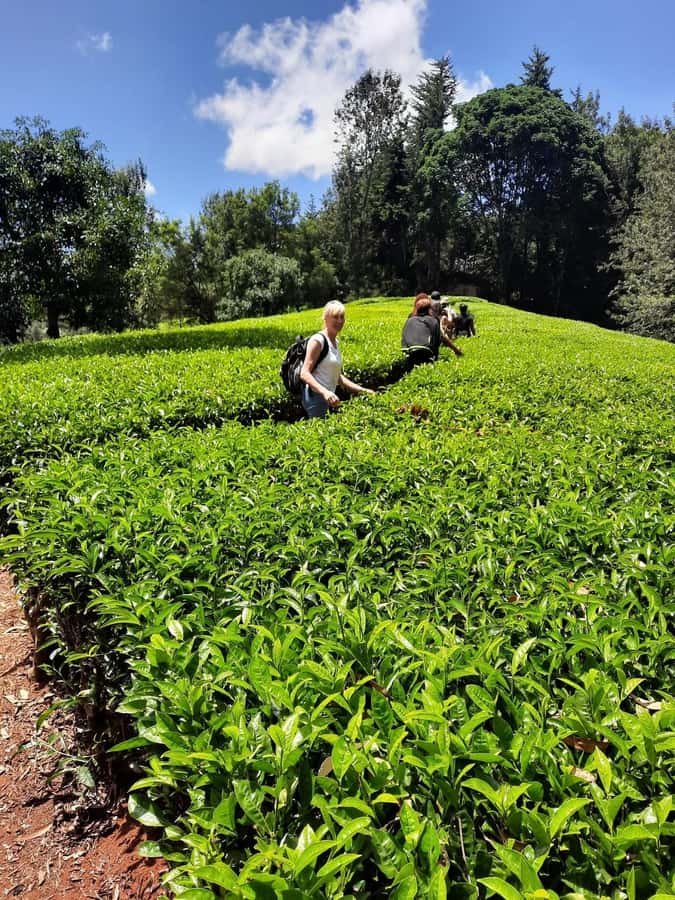 Nairobi: Tea Farm Day Trip with Lunch at kiambethu - Walking through the tea fields