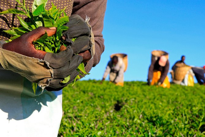 Nairobi to Kiambethu Tea Farm Tour - Key points to know before you book