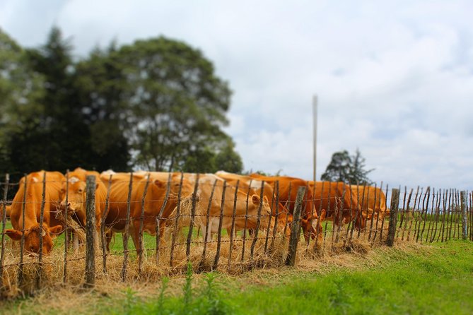 Nairobi to Kiambethu Tea Farm Tour - Is $108 a fair price?
