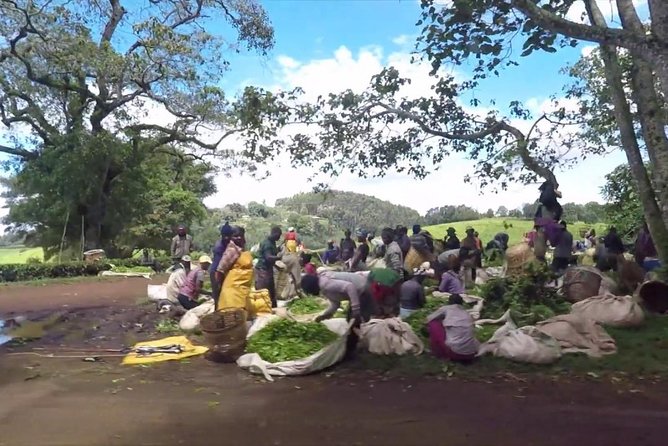 Nairobi to Kiambethu Tea Farm Tour - Who will enjoy this outing most?