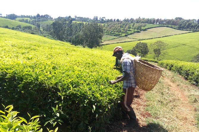 Nairobi to Kiambethu Tea Farm Tour - Timing, closures, and useful planning tips
