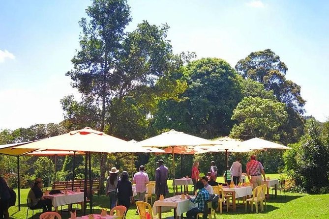 Nairobi to Kiambethu Tea Farm Tour - Walking the indigenous forest with a local guide