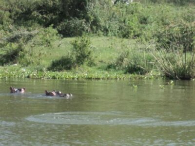 Nairobi to Lake Naivasha Day Tour with Crescent Island