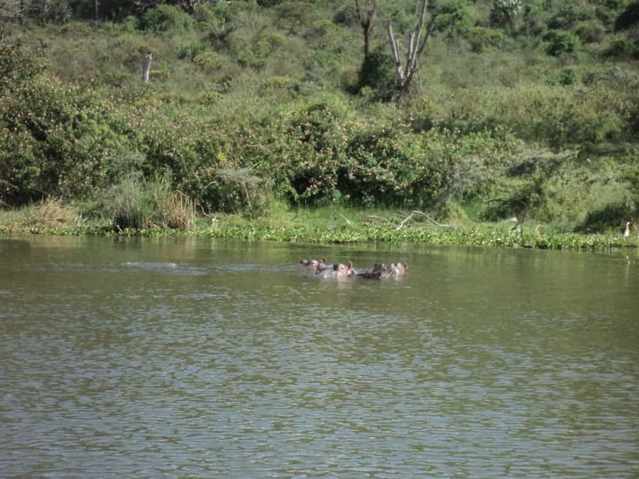 Nairobi to Lake Naivasha Day Tour with Crescent Island - Timing, comfort, and the guide