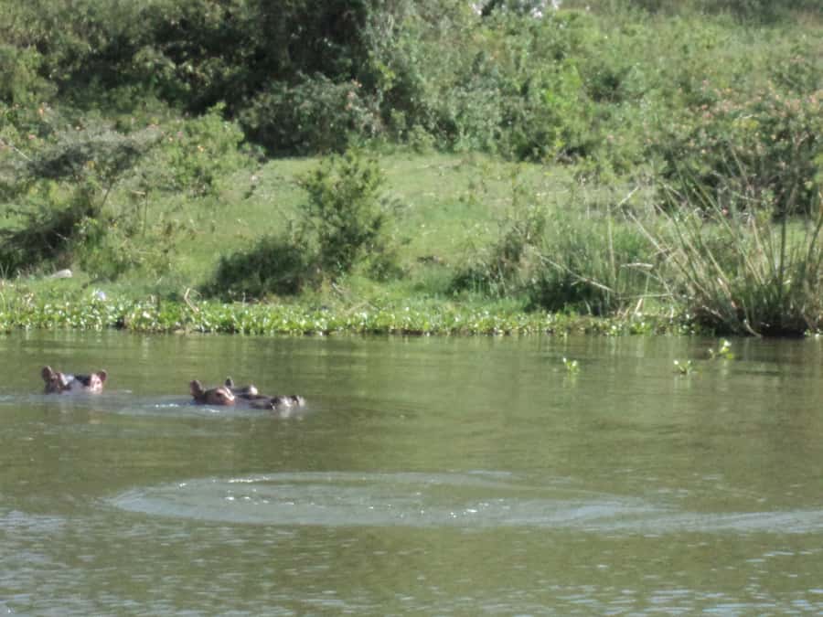 Nairobi to Lake Naivasha Day Tour with Crescent Island - Lake Naivasha by boat