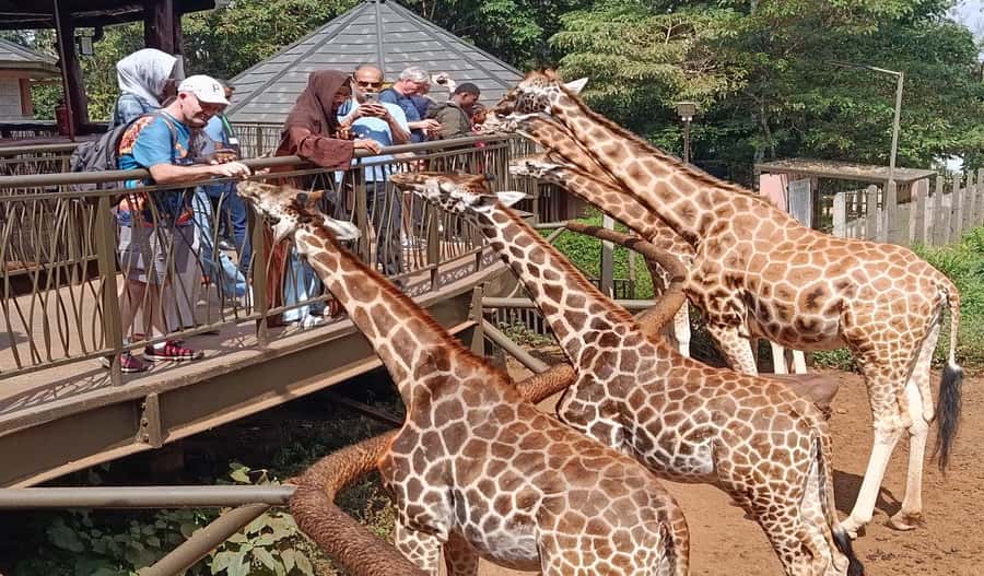Nairobi Walking Tour, GiraffeCentre & Souvenir Shopping Tour - KICC rooftop views over Nairobi