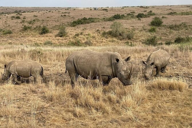 National Park Half-Day Group Tour in Nairobi with Pickup - Why Nairobi National Park works so well for a short safari