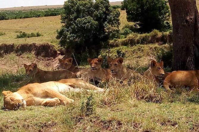 National Park Half-Day Group Tour in Nairobi with Pickup - What the $43 price really buys you