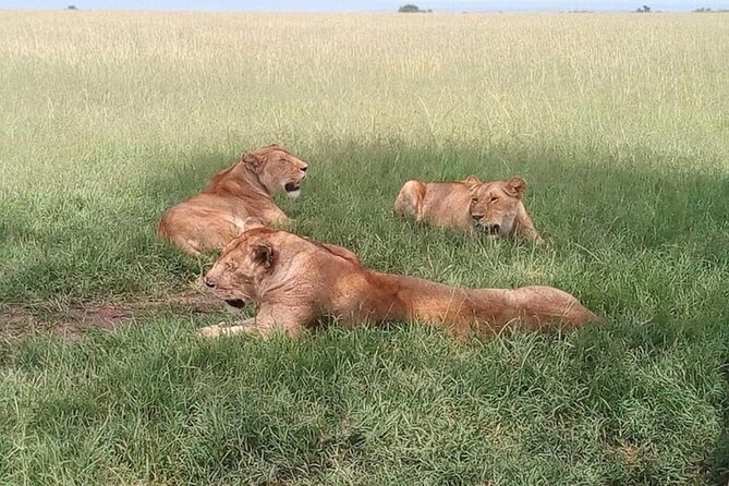 National Park Half-Day Group Tour in Nairobi with Pickup - Who will enjoy this half-day safari