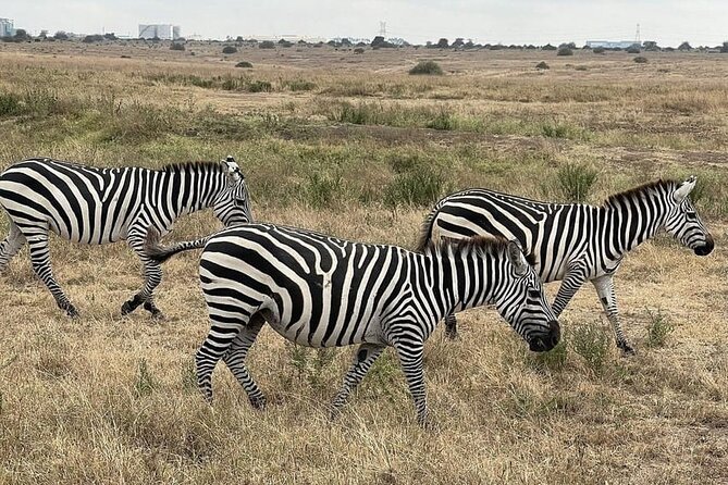 National Park Half-Day Group Tour in Nairobi with Pickup - Entering the park and finding animals