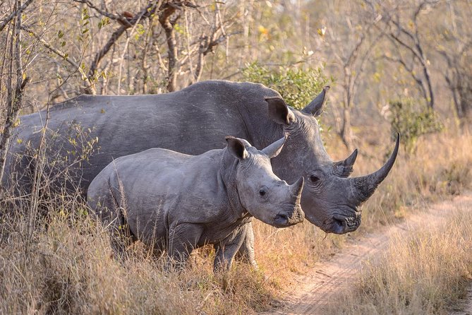 Ol Pejeta Conservancy and Chimpanzee Sanctuary Full-Day Tour from Nairobi - Why this Nairobi day trip is worth considering