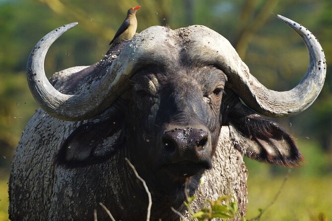 Ol Pejeta Conservancy and Chimpanzee Sanctuary Full-Day Tour from Nairobi - The 6am departure and long road north