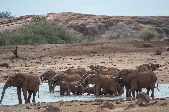 Ol Pejeta Conservancy and Chimpanzee Sanctuary Full-Day Tour from Nairobi - Lunch at a lodge, then a traditional manyatta