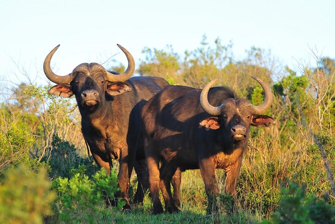 Ol Pejeta Conservancy and Chimpanzee Sanctuary Full-Day Tour from Nairobi - What the $395 price really covers