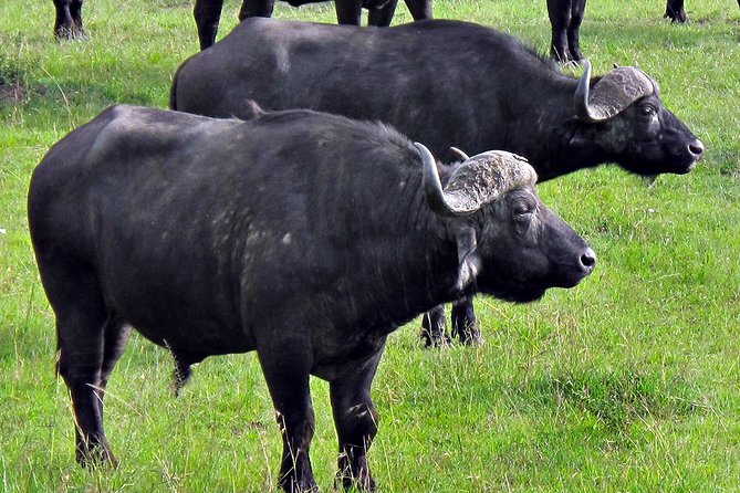 Ol Pejeta Conservancy and Chimpanzee Sanctuary Full-Day Tour from Nairobi - The Ol Pejeta game drive and black rhino country