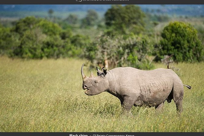 Ol Pejeta Conservancy Day Tour from Nairobi - Why Ol Pejeta Is Worth the Long Road From Nairobi