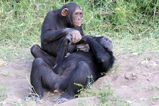 Ol Pejeta Conservancy Day Tour from Nairobi - A 5am Start and the Equator at Nanyuki