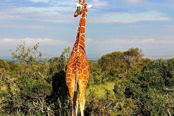 Ol Pejeta Conservancy Day Tour from Nairobi - Sweetwaters Serena Camp and Its Watering Hole