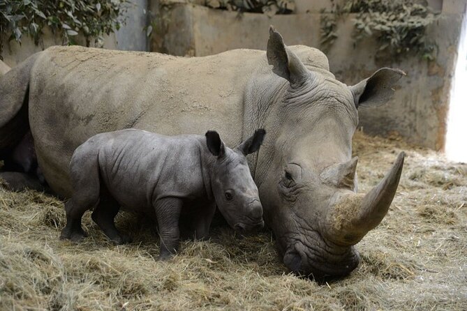 Ol Pejeta Conservancy Day Tour from Nairobi - The Guides Can Shape the Whole Day