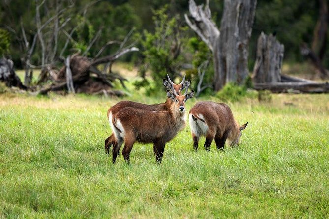 Ol Pejeta Conservancy Day Tour from Nairobi - Who Should Book This Ol Pejeta Day Trip?