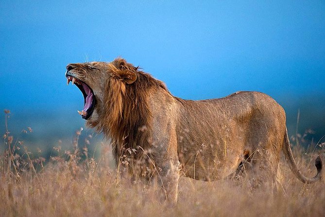 Ol Pejeta Conservancy Day Tour from Nairobi - Morning Game Drive in Ol Pejeta’s Northern Area