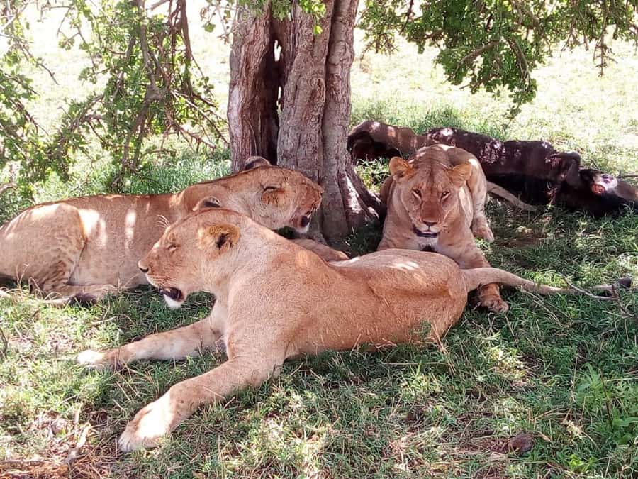 Ol Pejeta Conservancy Full Day Tour From Nairobi - Key points at a glance