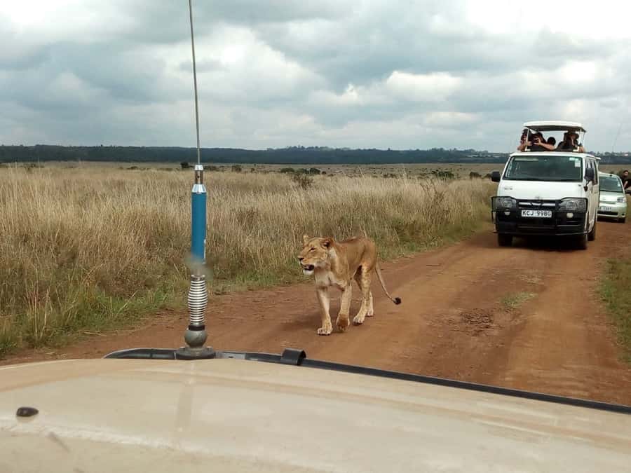 Ol Pejeta Conservancy Full Day Tour From Nairobi - Nanyuki, Mount Kenya, and the official Equator line