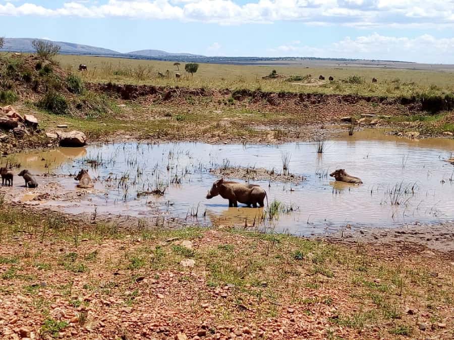 Ol Pejeta Conservancy Full Day Tour From Nairobi - Lunch at Sweetwaters Serena Camp