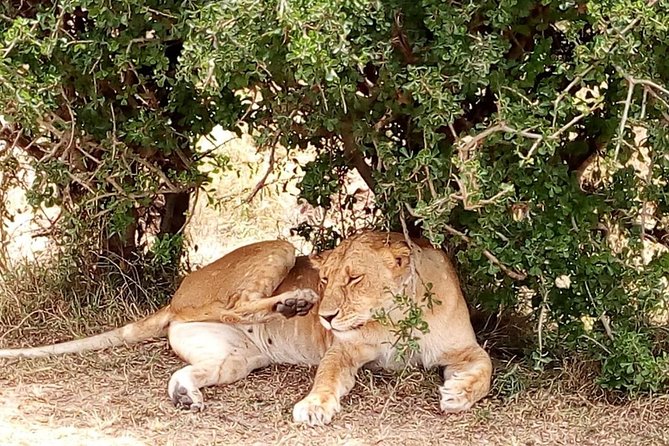 Olpejeta conservancy Day tour - Rhinos, chimpanzees, and the purpose behind the visit