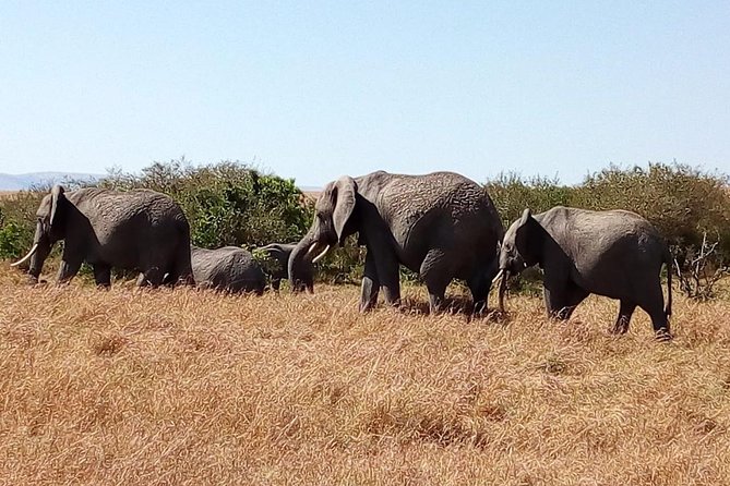 Olpejeta conservancy Day tour - Lunch and the pace of the day