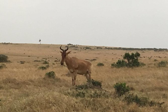 Olpejeta conservancy Day tour - Transport, privacy, and value at $358.98