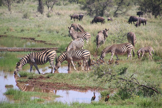 Olpejeta, Lake Naivasha, Masai Mara 5 Days Private Kenya Jeep tour - Comfort, driving, and the private format