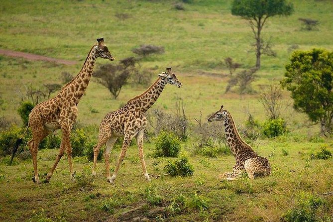 One Day Tour to Maasai Mara Game reserve from Nairobi - What a 15-hour Maasai Mara day really means