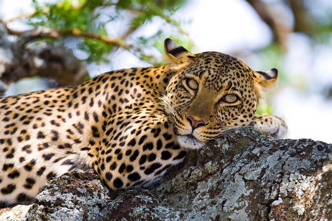 One Day Tour to Maasai Mara Game reserve from Nairobi - Entering Maasai Mara at Sekenani Gate