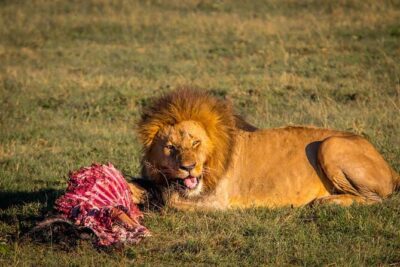 One Day Tour to Maasai Mara Game reserve from Nairobi