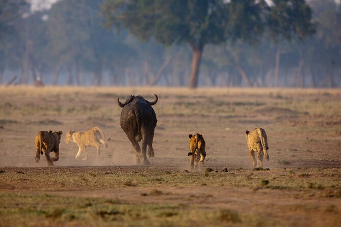 One Day Tour to Maasai Mara Game reserve from Nairobi - The Big Five and the annual wildebeest movement