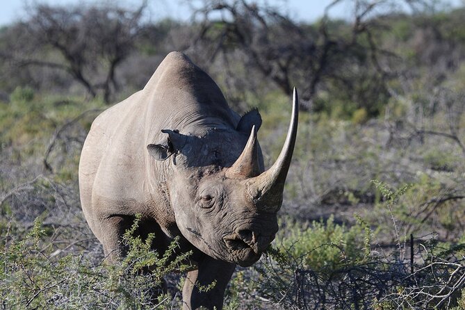 One Day Tour to Maasai Mara Game reserve from Nairobi - What the private format adds
