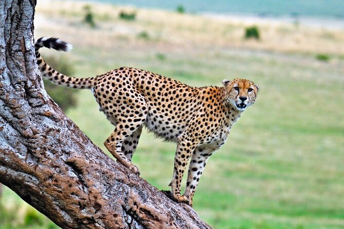 One Day Tour to Maasai Mara Game reserve from Nairobi - Who should book this safari