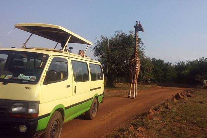 One Night (Mid-range) Amboseli National Park Safari - Why Amboseli works well for a short safari