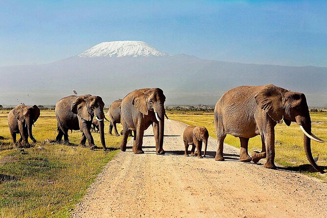 One Night (Mid-range) Amboseli National Park Safari - Arriving at Kibo Safari Camp around noon