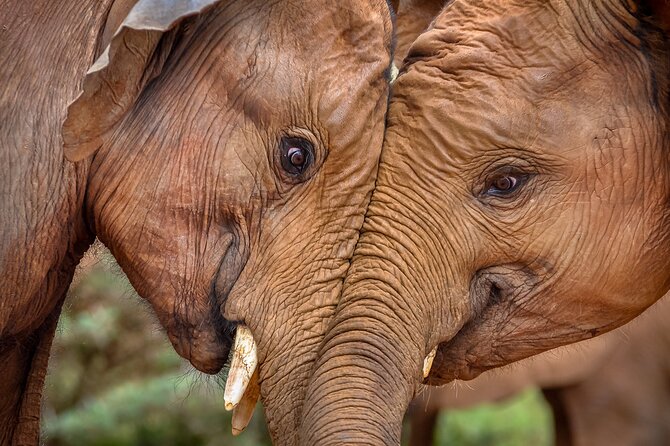 One Night (Mid-range) Amboseli National Park Safari - Practical details that deserve attention