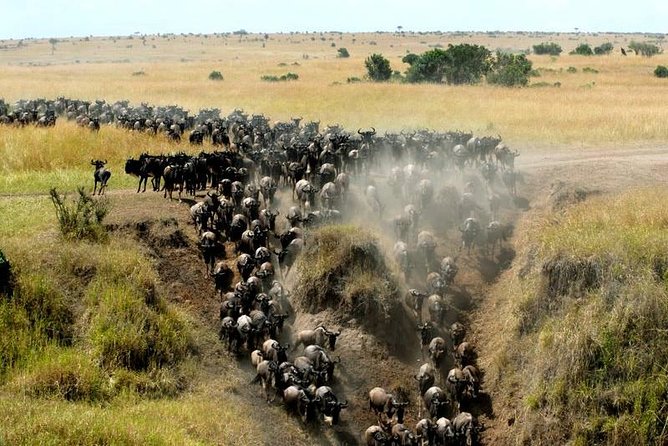 Overnight Maasai Mara Private Safari From Nairobi - First wildlife views near Maasai Mara