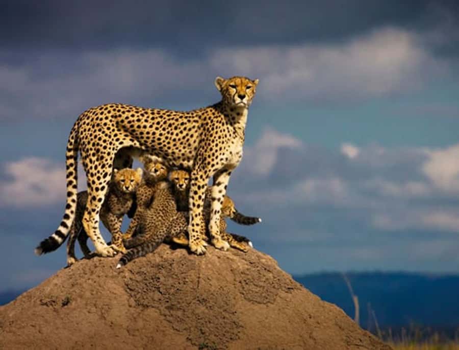 Overnight Private Safari To Masai Mara - Why this two-day Maasai Mara trip works