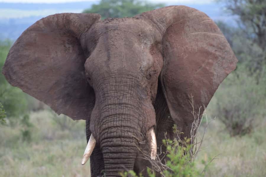 Overnight Private Safari To Masai Mara - The return drive and Maasai village visit