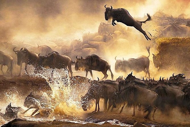 Overnight private Safari to Masai Mara National Reserve. - Why the Masai Mara works well for a short safari